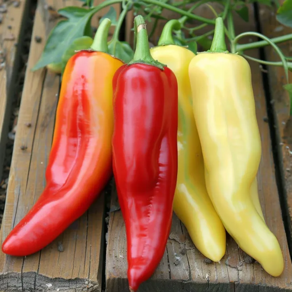 Unkarilainen paprika