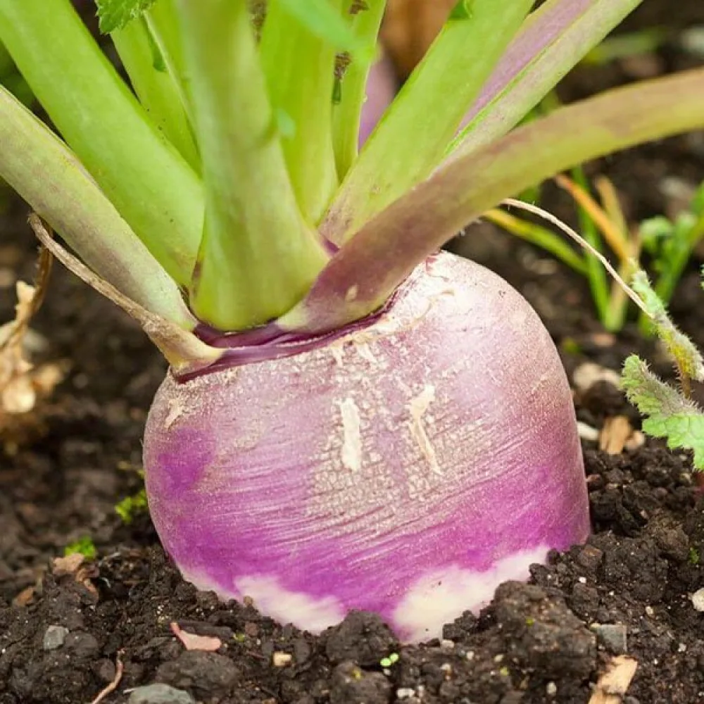 Nauris 'Purple Top White Globe', aikainen