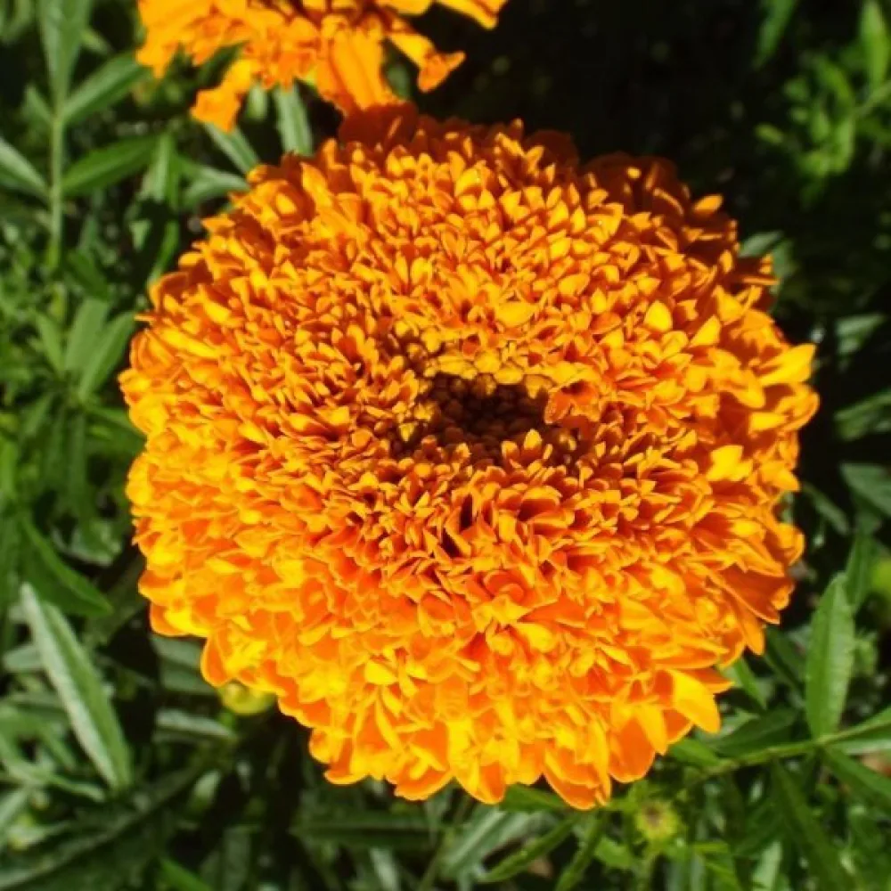 Kookossamettikukka 'Cupid Orange'