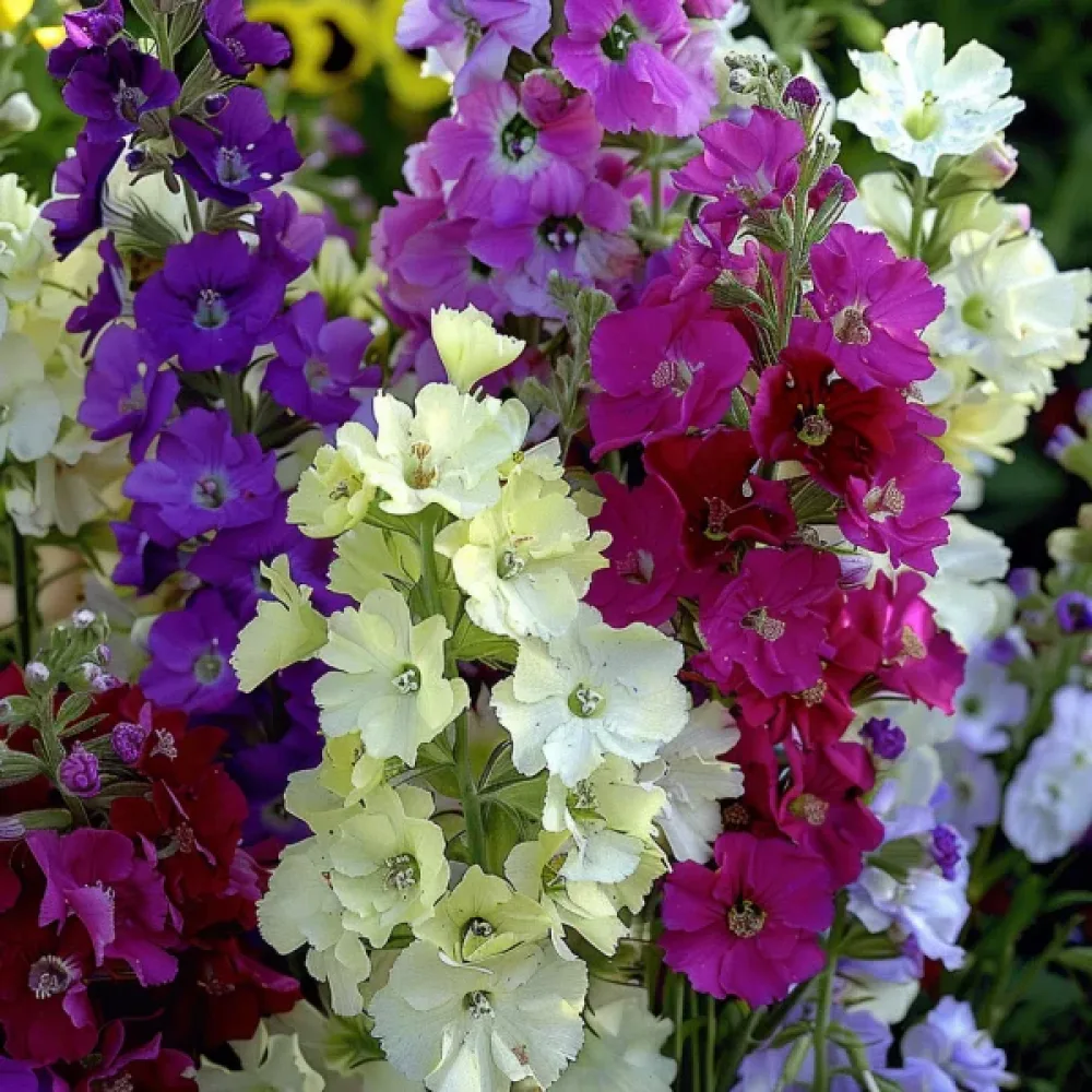 Kesäleukoija 'Beauty of Nice', sekoitus