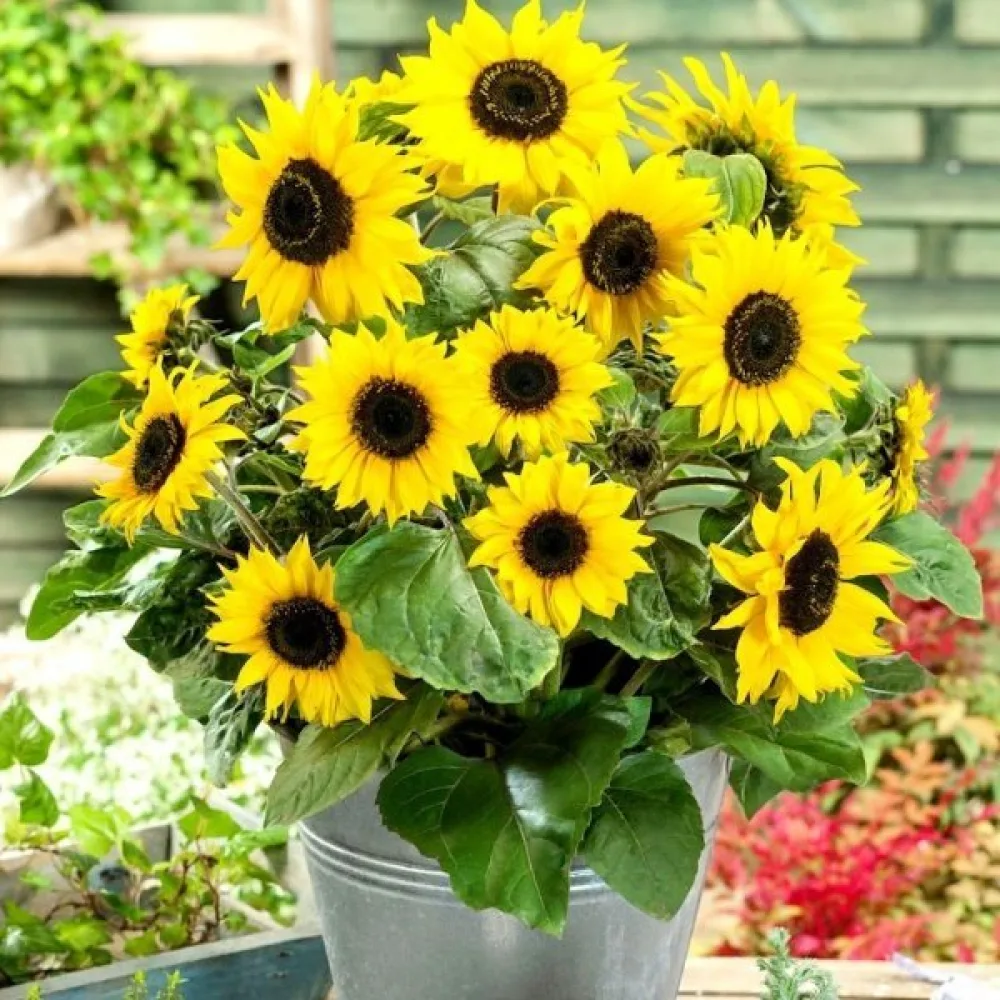Auringonkukka 'Polino Cola'