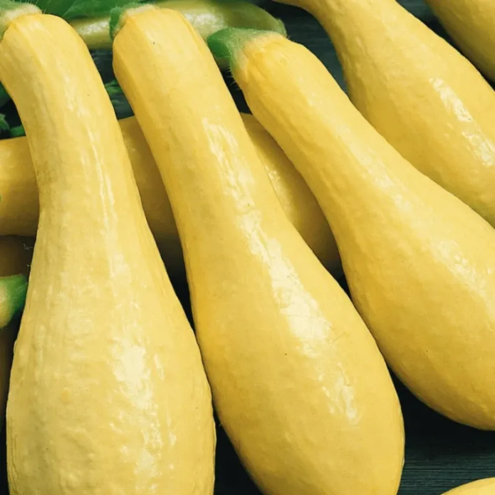 Minikurpitsa 'Prolific Straightneck'