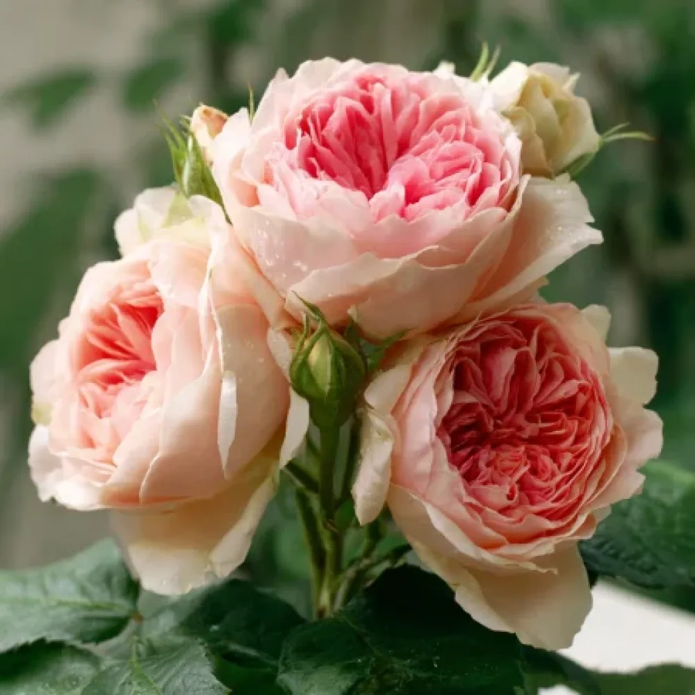 Ruusu 'Serena'