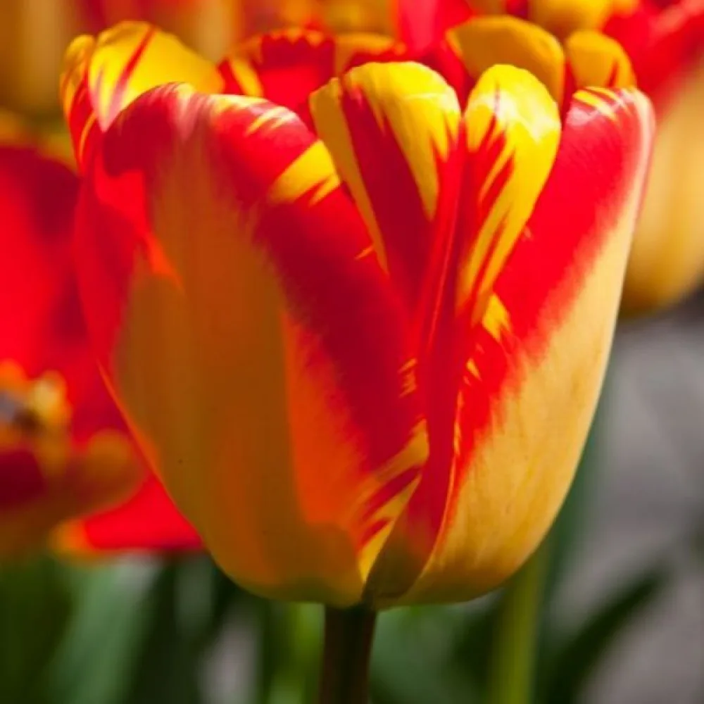 Tulppaani 'Banja Luka'