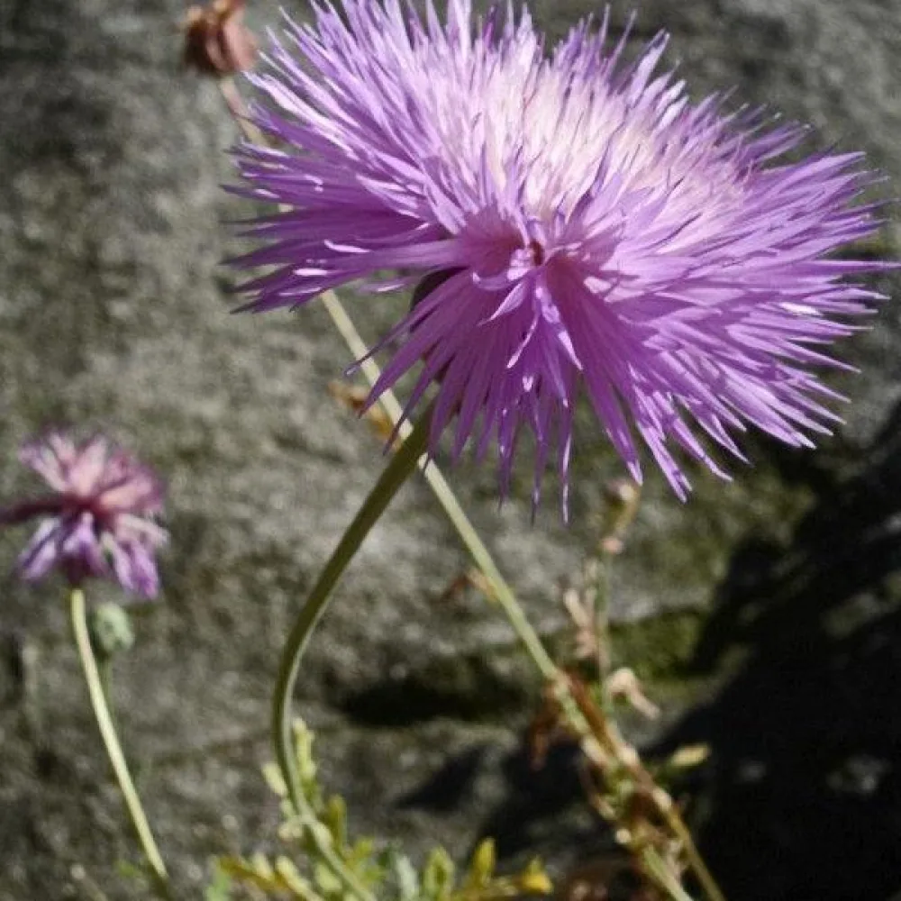 Myskikaunokki 'Graciosa', liila