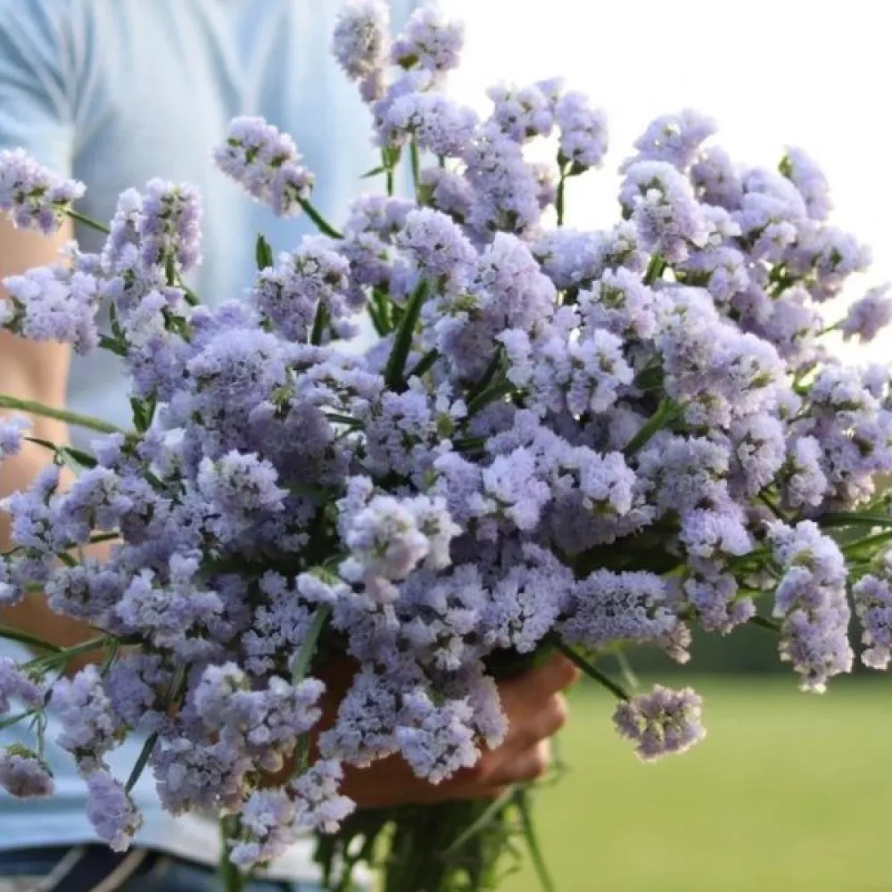 Limonium sinuatum – taivaansininen
