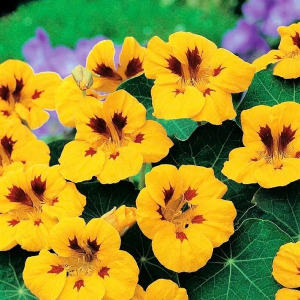 Köynnöskrassi 'Tip-Top Golden Yellow'