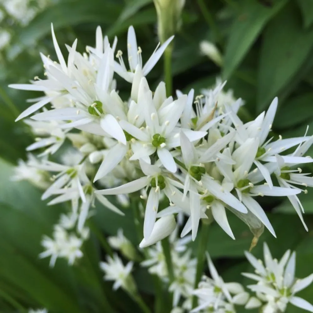 Karhunlaukka Allium ursinum