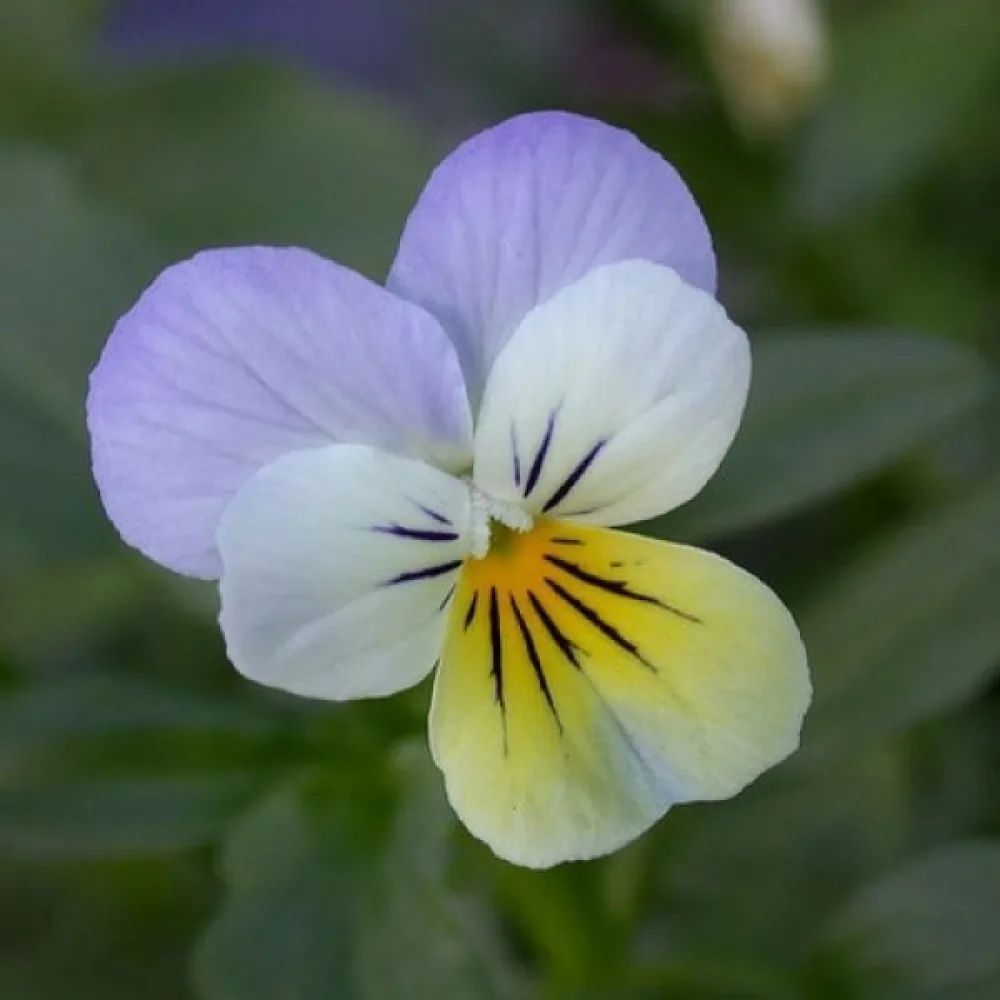 Tarhaorvokki 'Scotch Hybrids' (sekoitus)