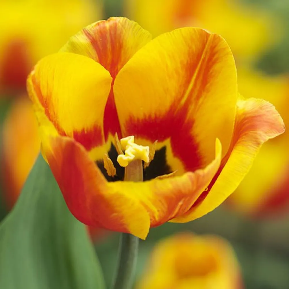 Tulppaani 'Flair'
