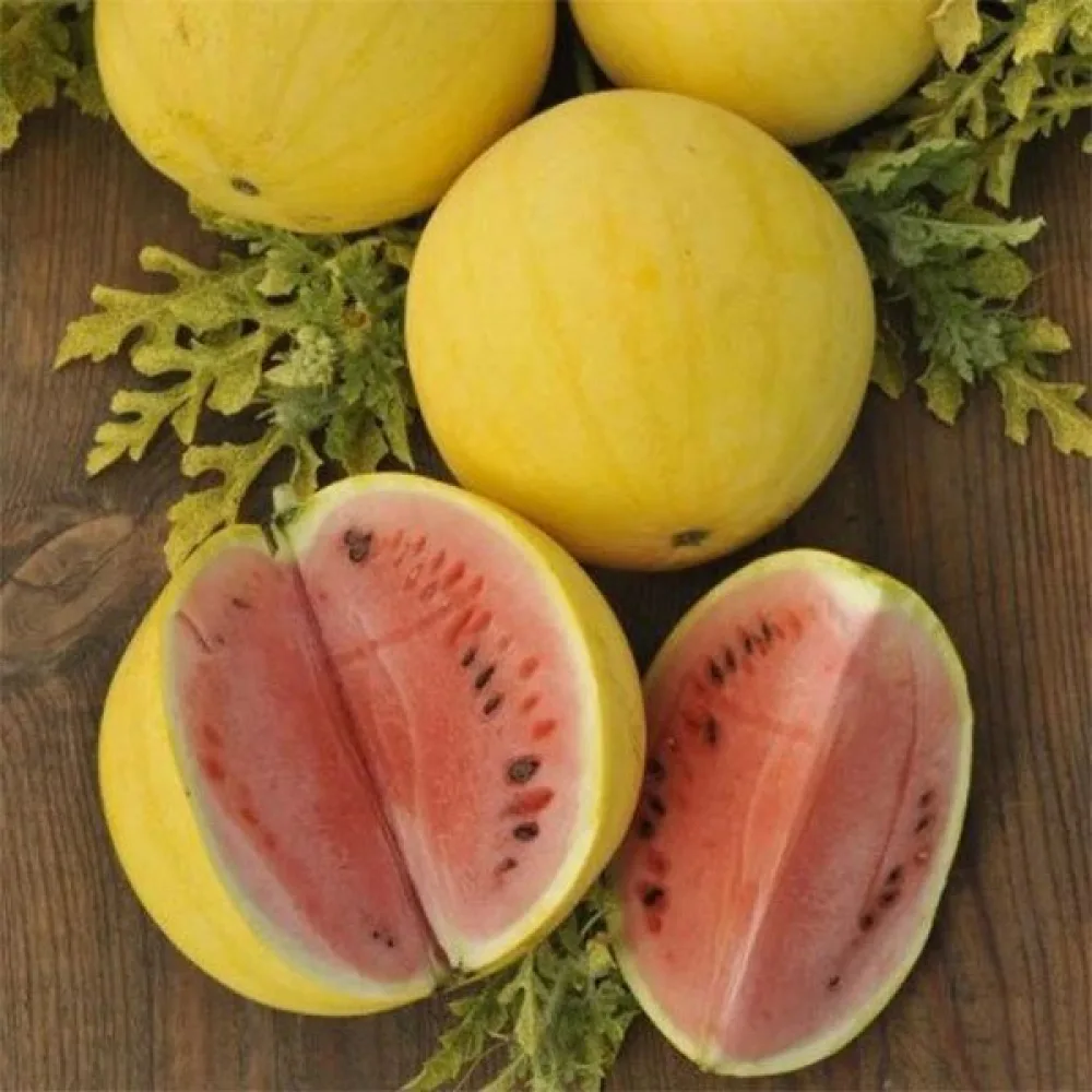 Vesimeloni 'Złoto Wolicy' F1 2,5–3,5 kg