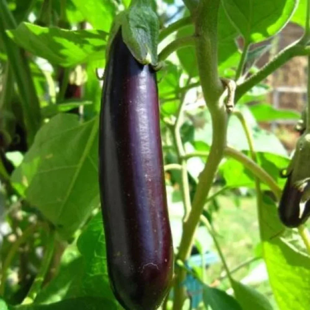 Munakoiso 'Early Long Purple 3'