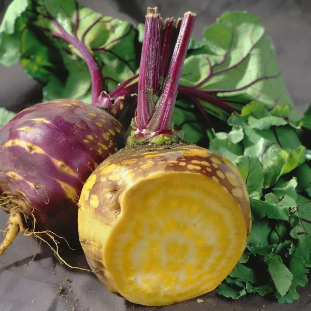 Lanttu 'Wilhelmsburger'