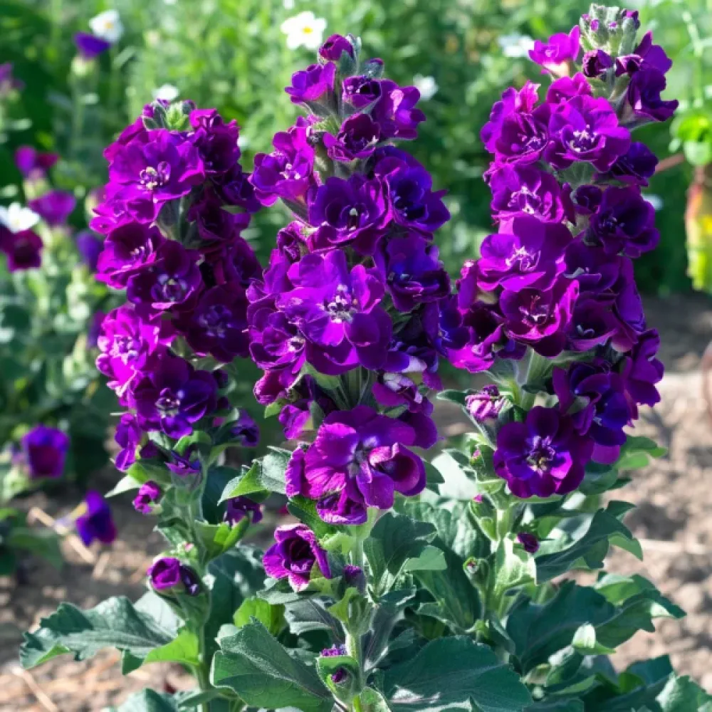 Matala kesäleukoija 'Exa', violetti