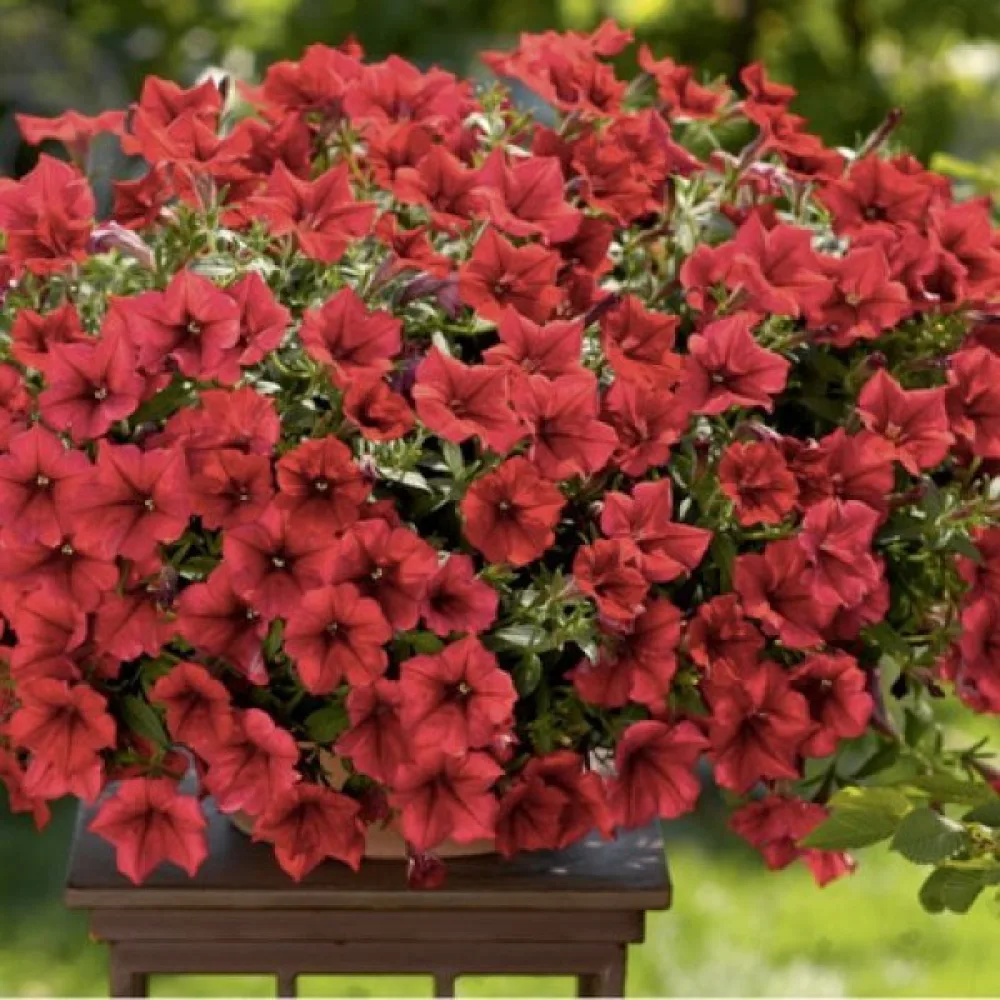Tarhapetunia 'Fire Chief'