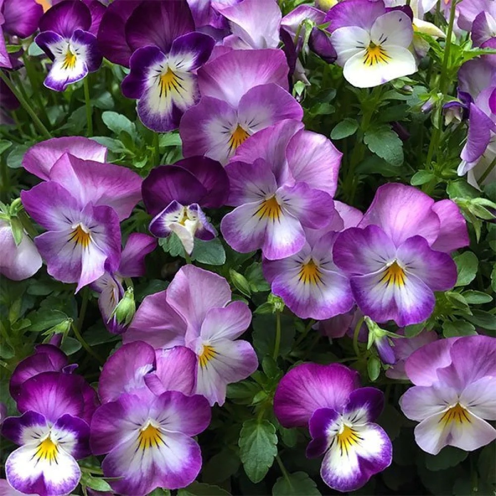 Tarhaorvokki 'King Henry'