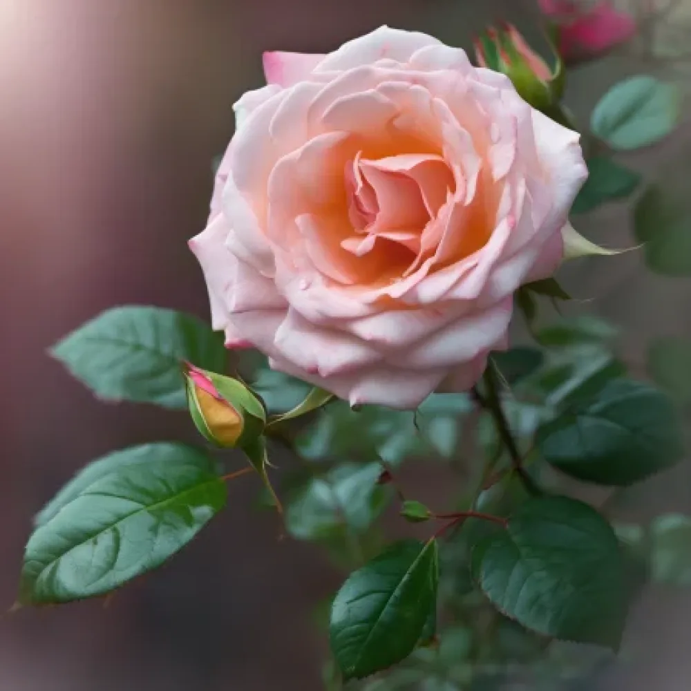 Ruusu 'Blooming Winter' – paljasjuurinen