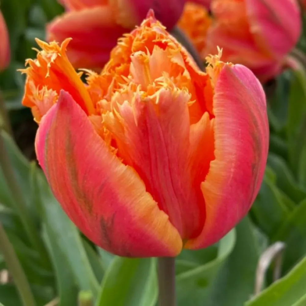 Tulppaani 'Royal Centennial'