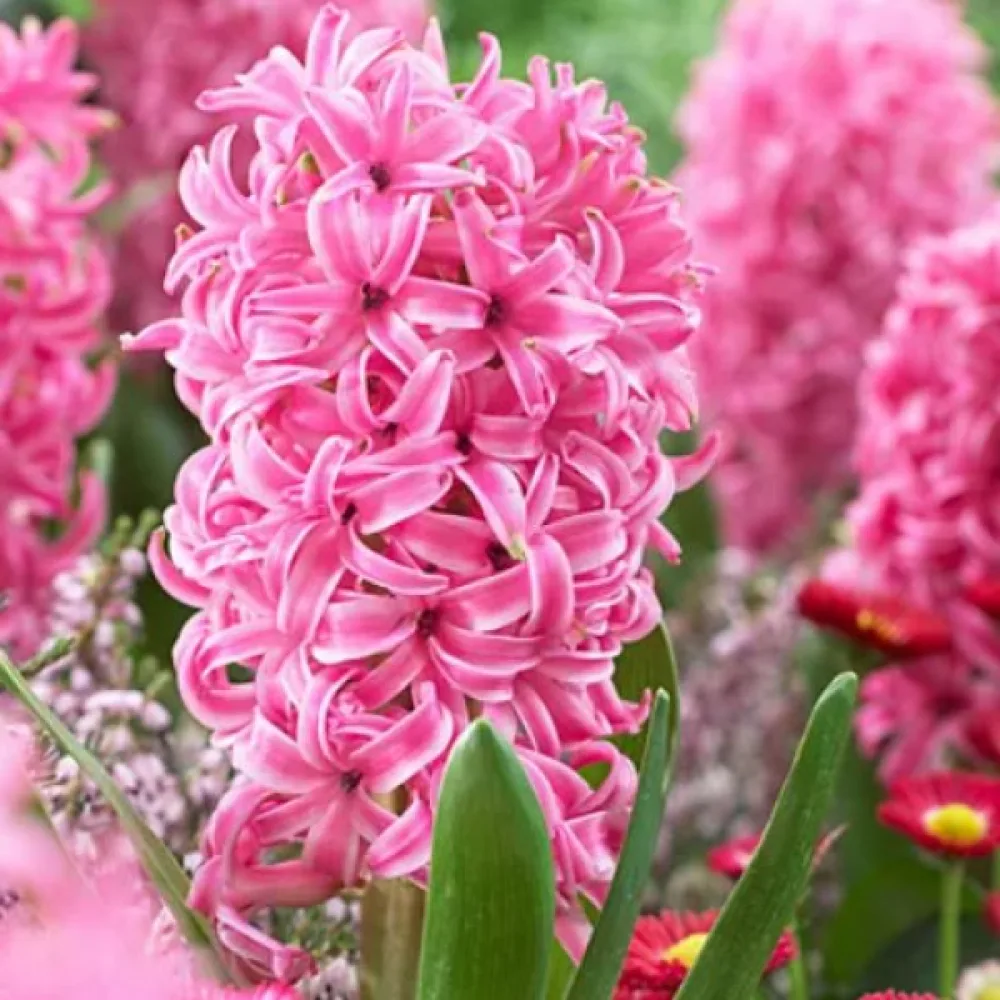 Hyasintti 'Pink Pearl'