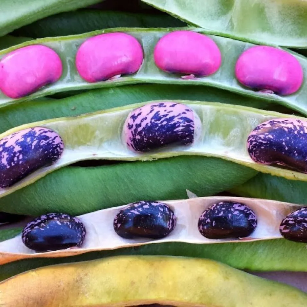 Ruusupapu 'Scarlet Emperor'