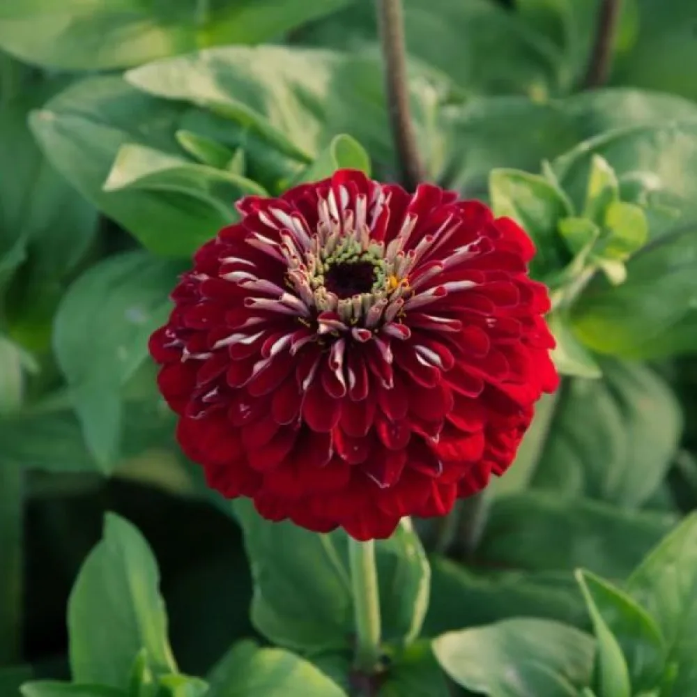 Tsinnia 'Super Yoga Red'