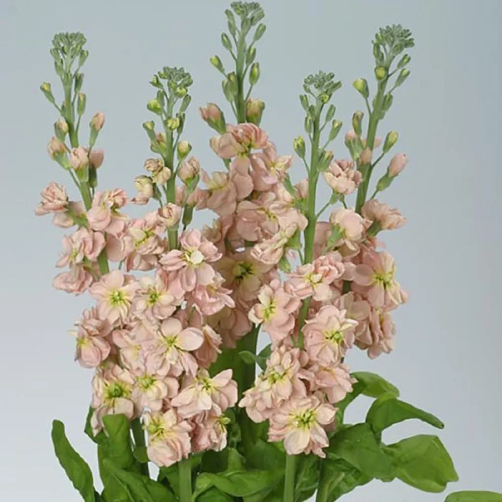 Kesäleukoija Matthiola incana, lohenpunainen