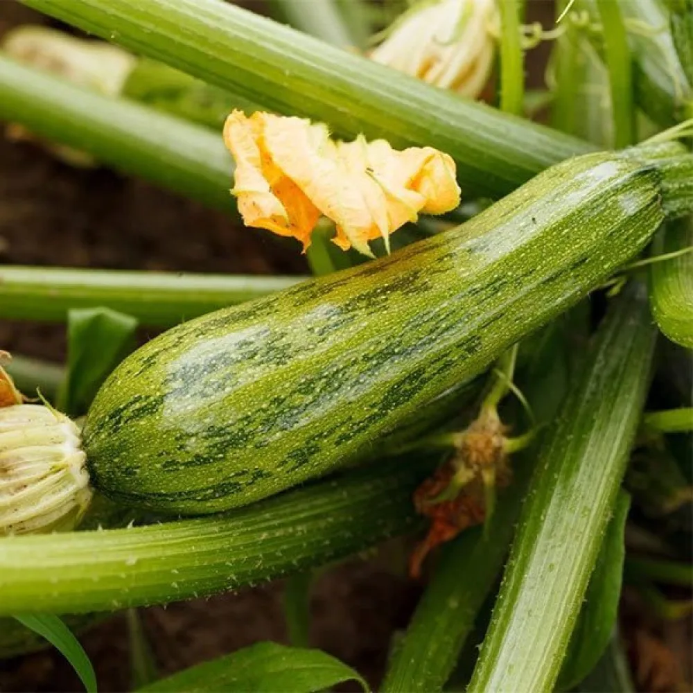 Kesäkurpitsa 'Nimba'