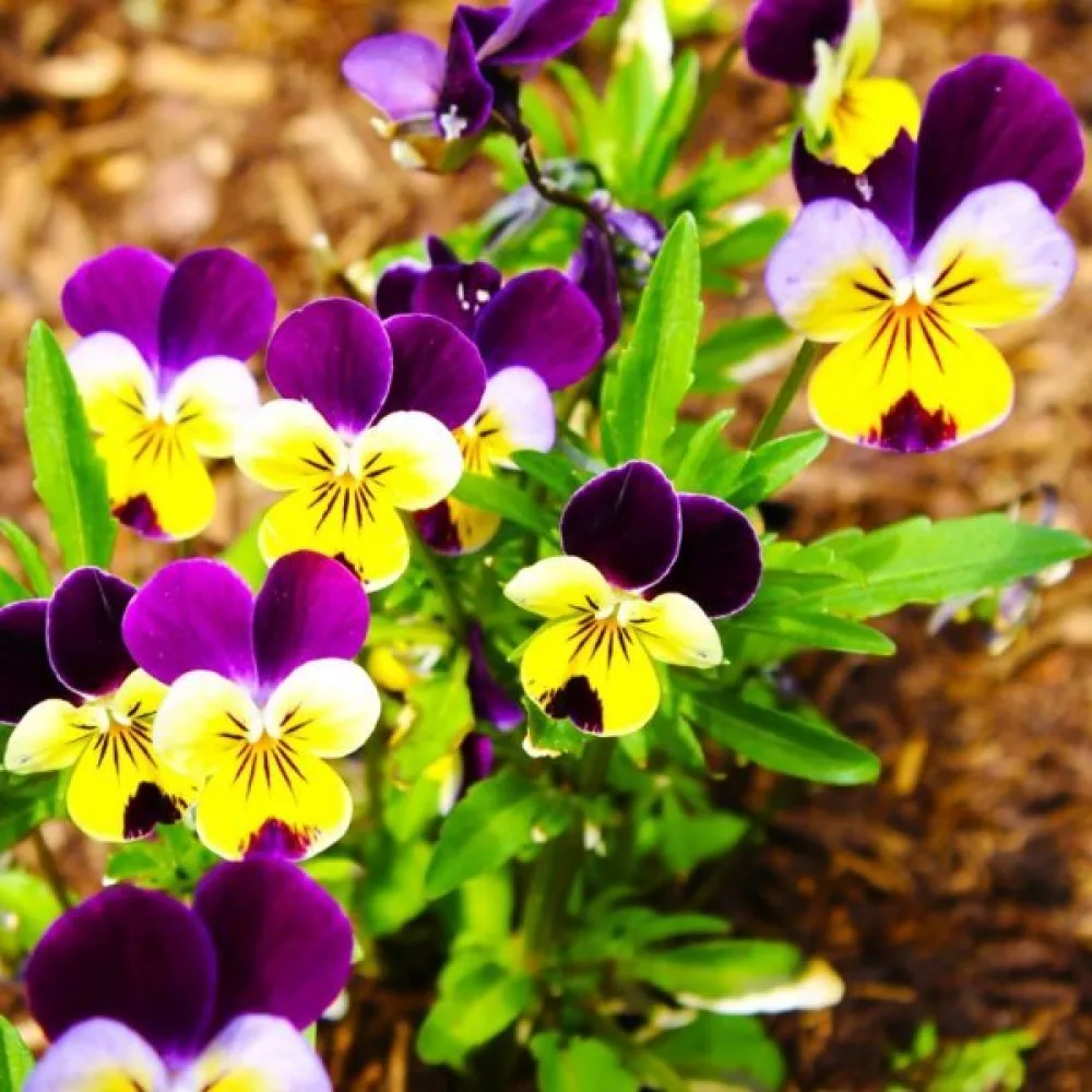 Sarviorvokki 'Helen Mount'