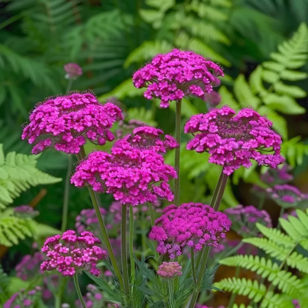 Siankärsämö 'Cerise Queen'
