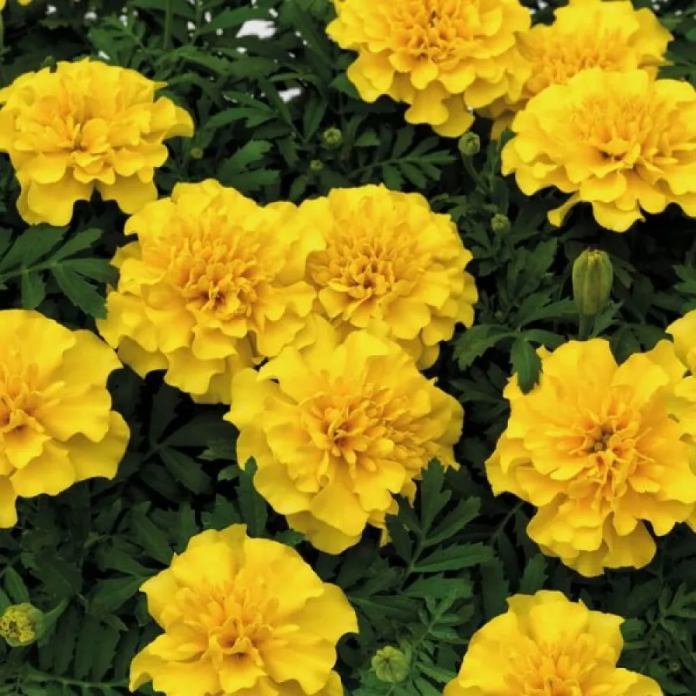 Ruusukesamettikukka 'Boy Golden'