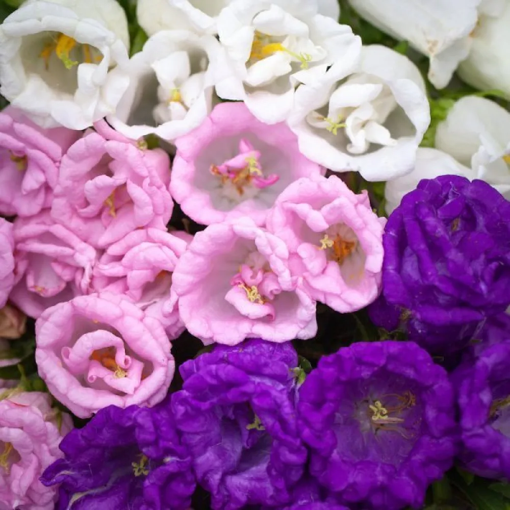 Kartanonkellokukka Campanula medium, kerrottu, sekoitus