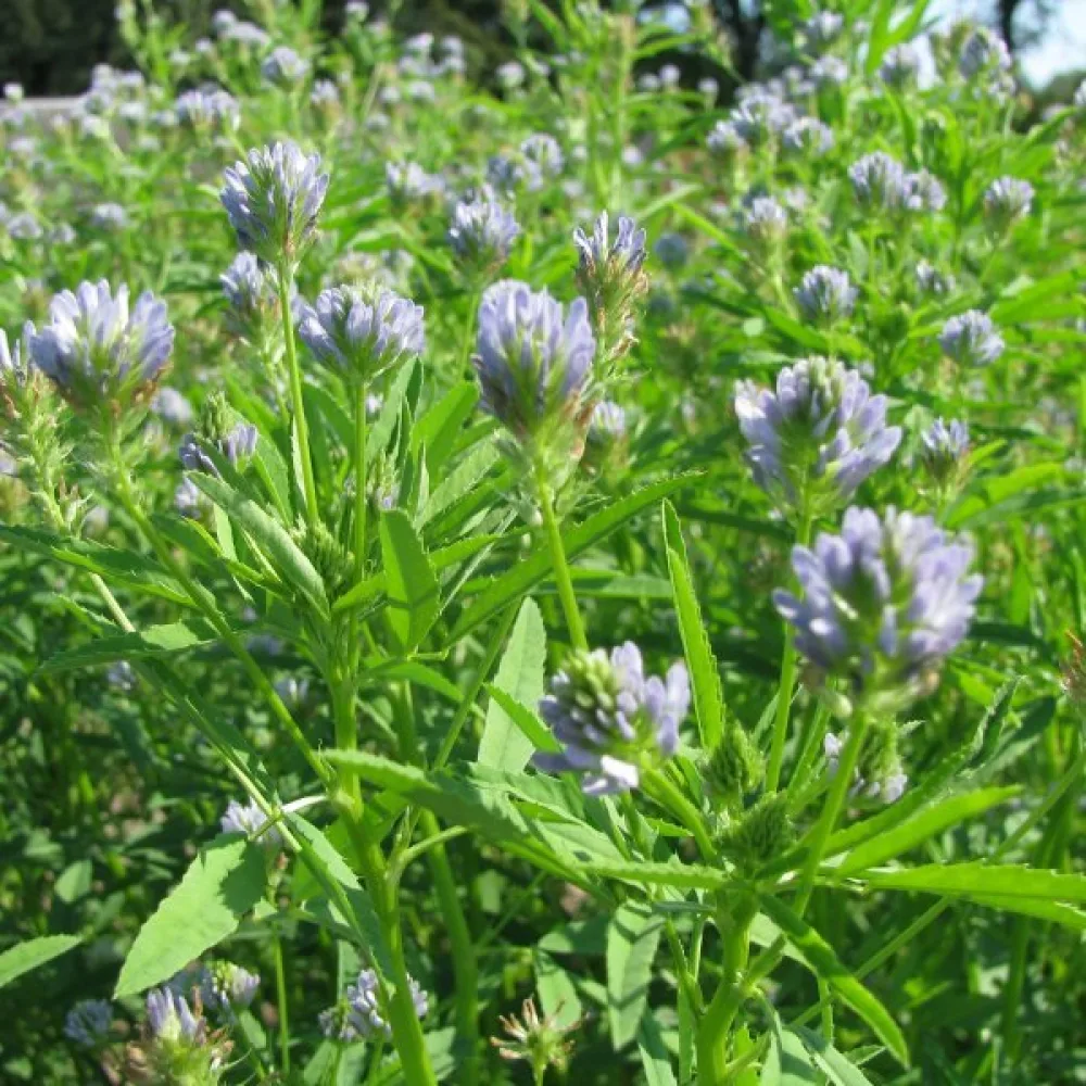 Sinisarviapila Trigonella caerulea
