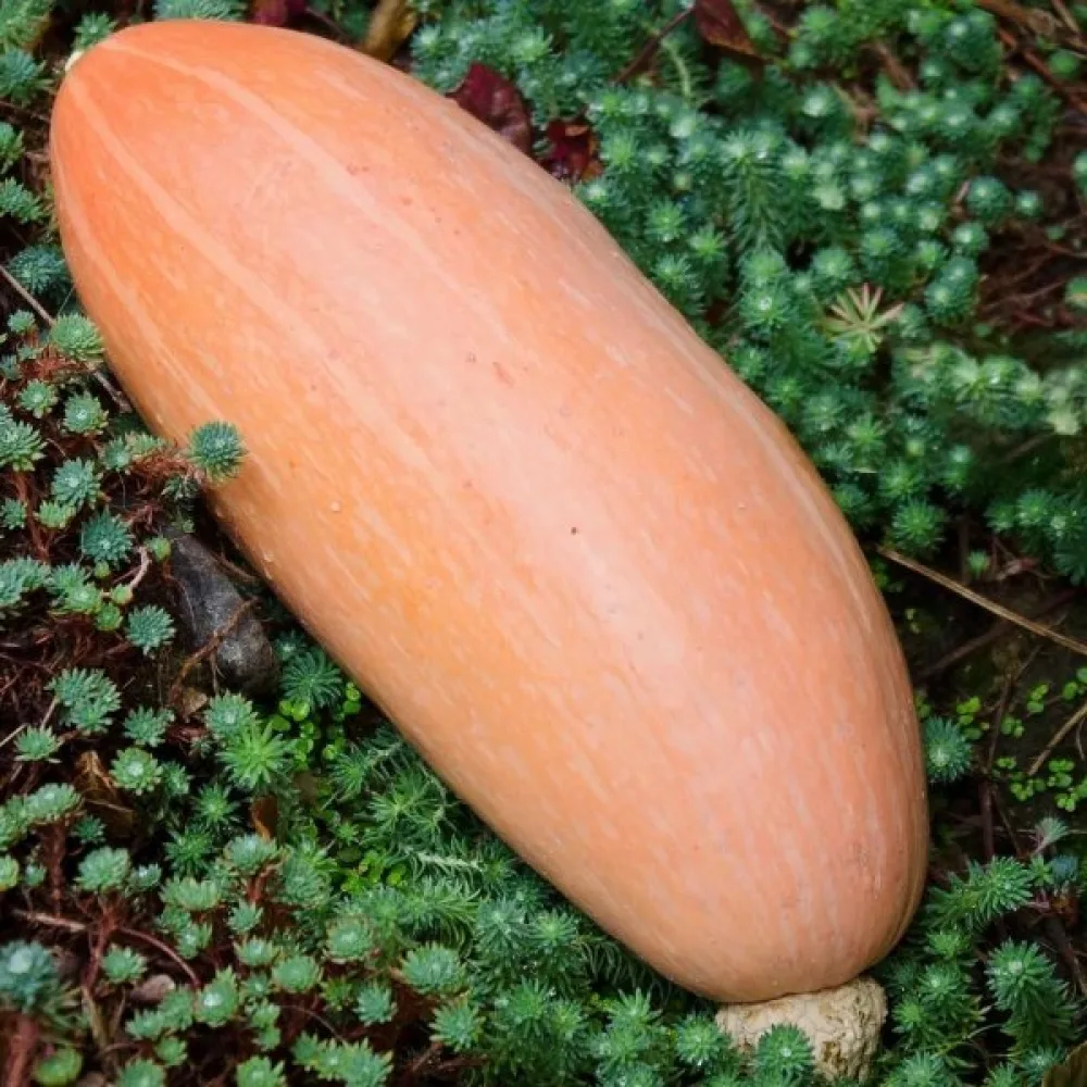 Kurpitsa 'Pink Banana Jumbo'