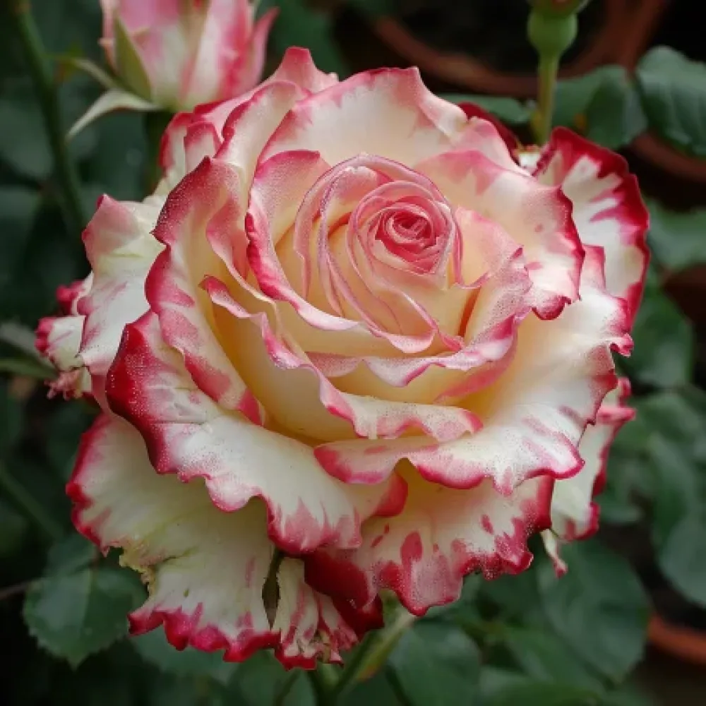 Ruusu 'Creamy Fiery Ray' – paljasjuurinen