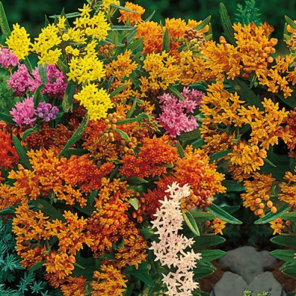 Silkkikasvi – sekoitus