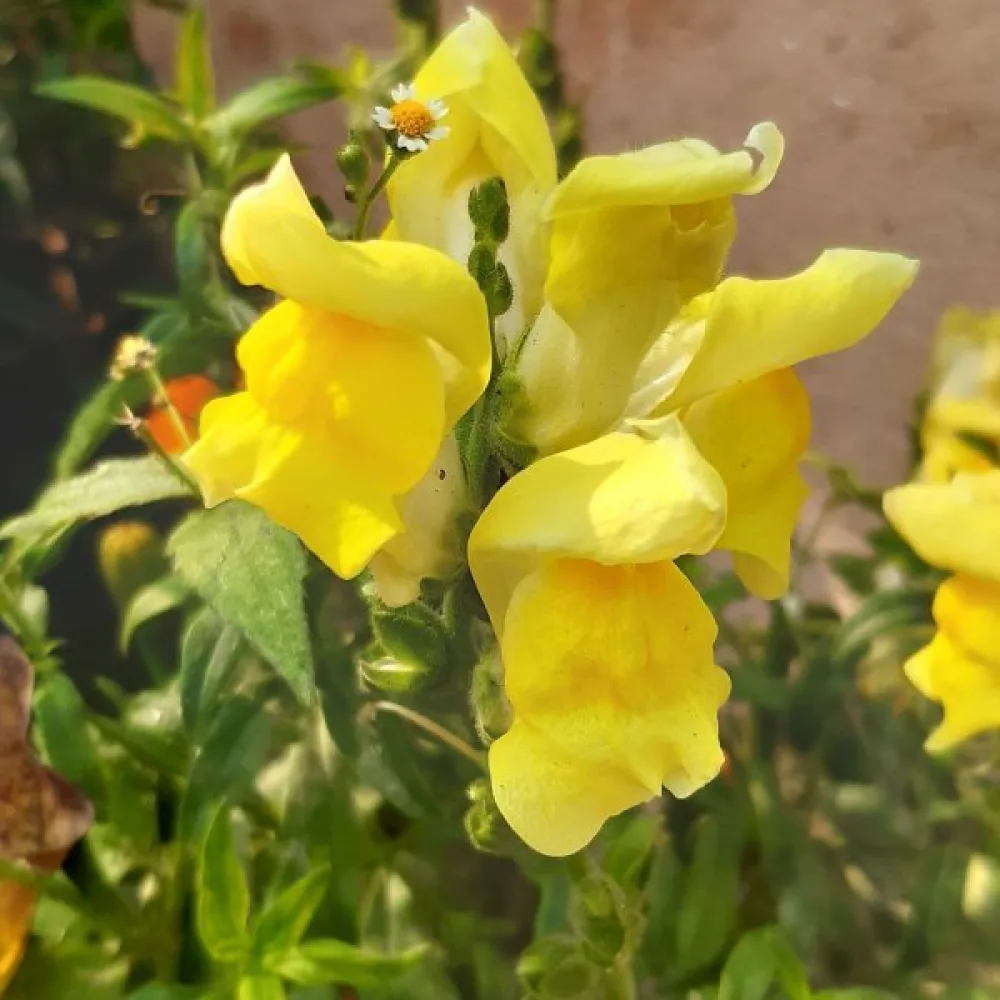 Leijonankita 'Eldorado'