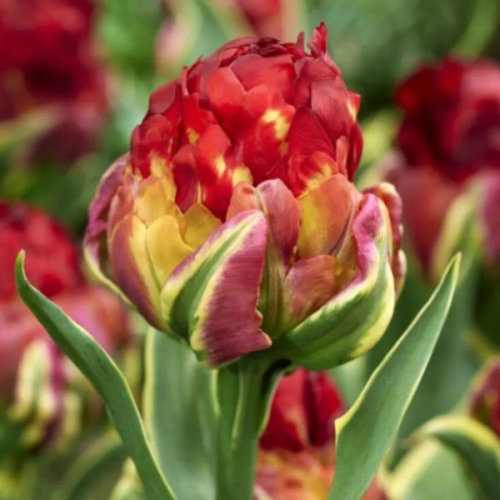 Tulppaani 'Ice cream Sorbet'