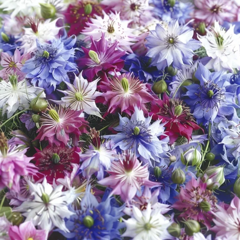 Neidonkukka 'Persian Jewels' – sekoitus