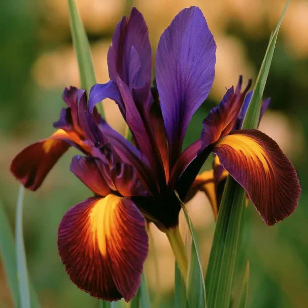 Kurjenmiekka 'Valentine Hollandica'