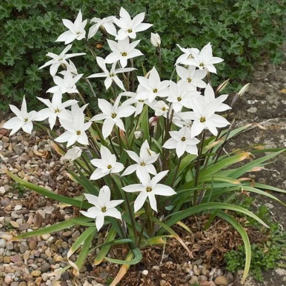 Ipheion 'Alberto Castillo'