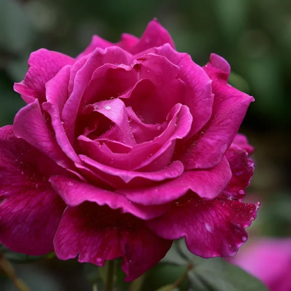 Ruusu 'The Pink Princess'