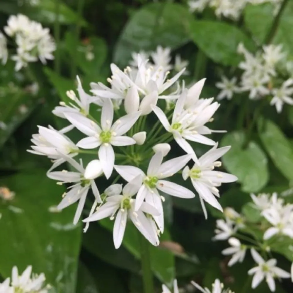 Karhunlaukka Allium ursinum
