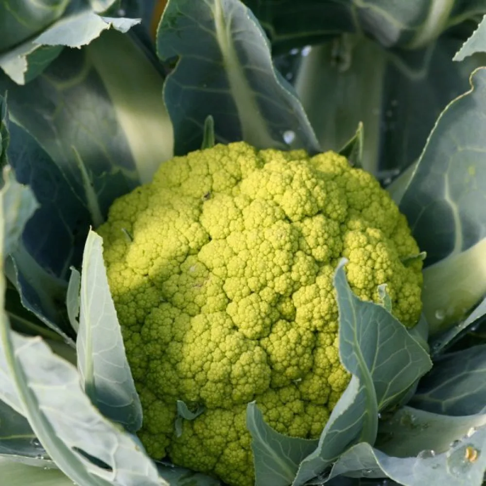 Kukkakaali 'Green Macerata'