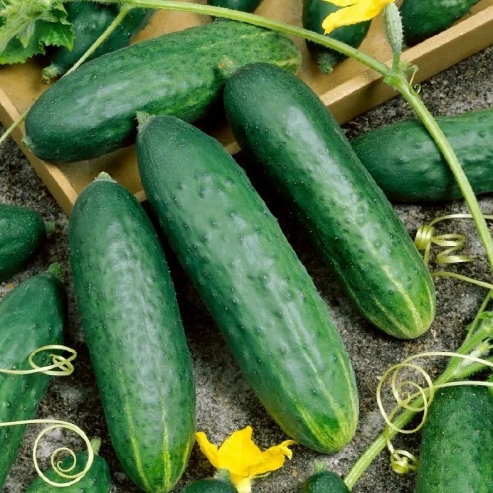 Kurkku 'Delicius'