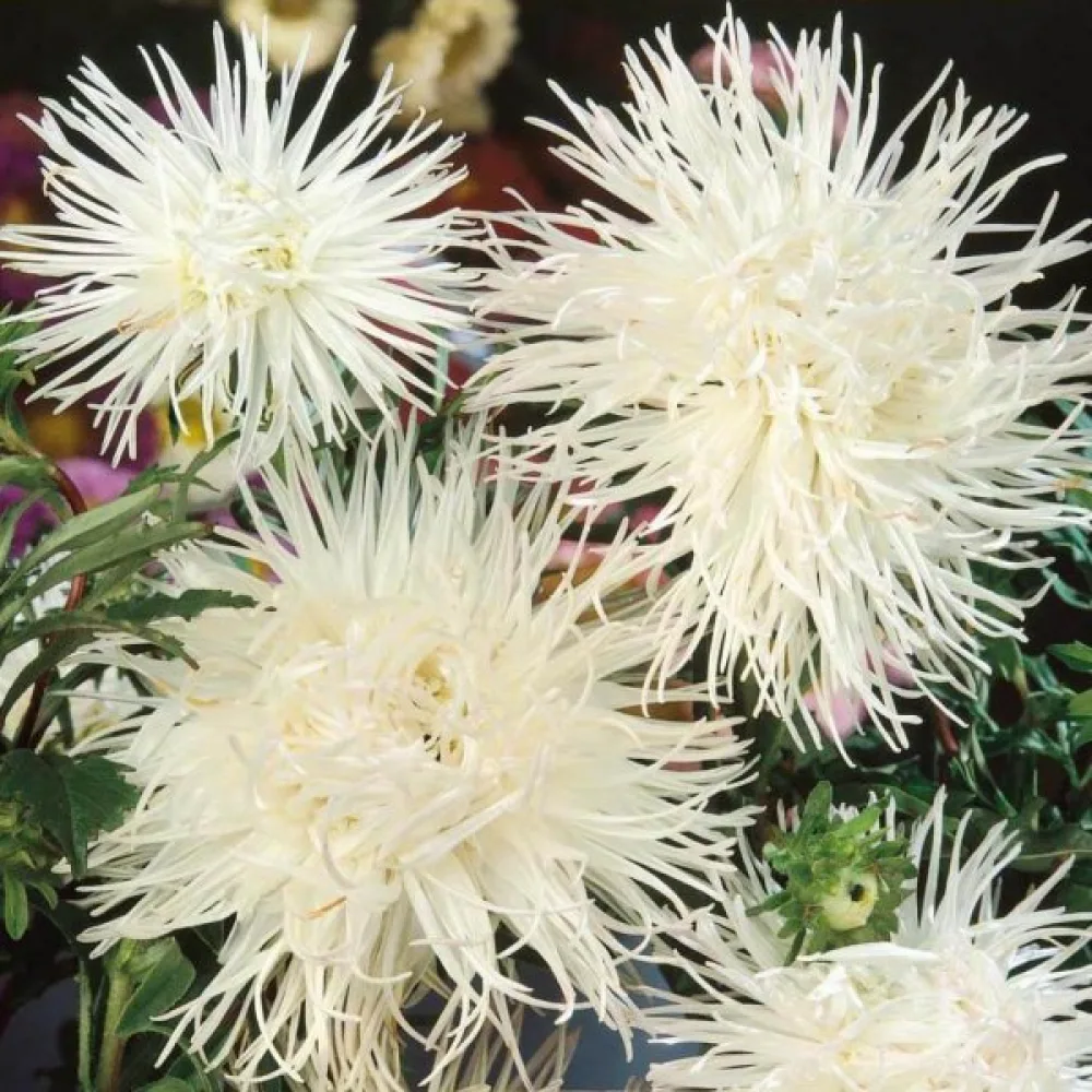 Kesäasteri 'Ostrich Plume' valkoinen