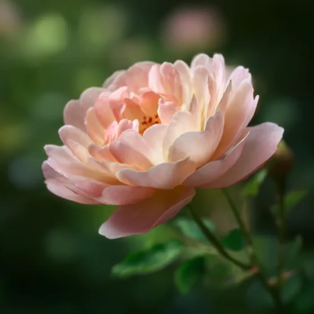 Ruusu 'Caramel Ray' – paljasjuurinen