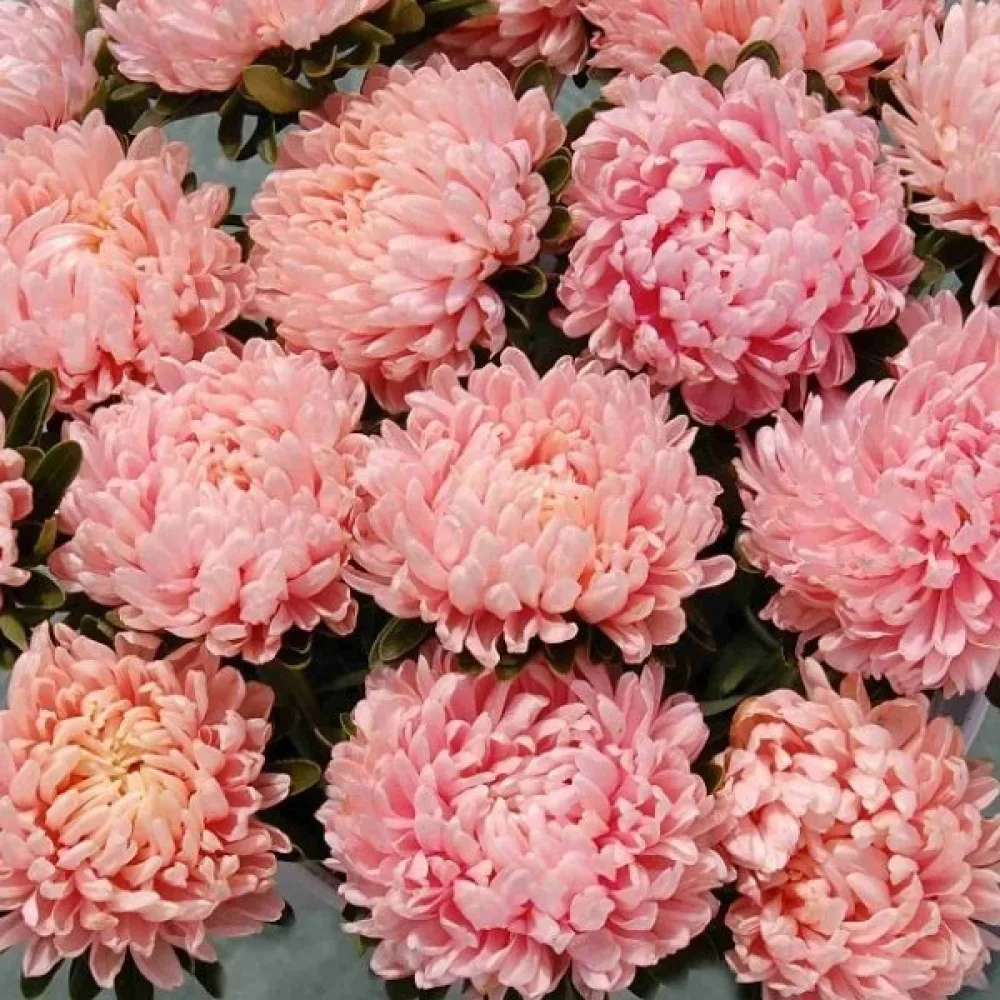 Kesäasteri 'Apollonia' – beige