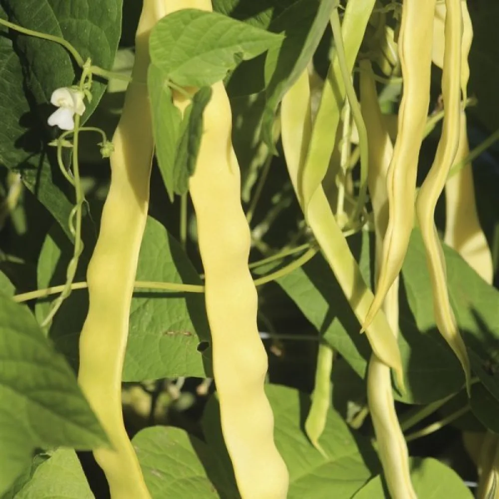 Salkopapu 'Goldmarie'