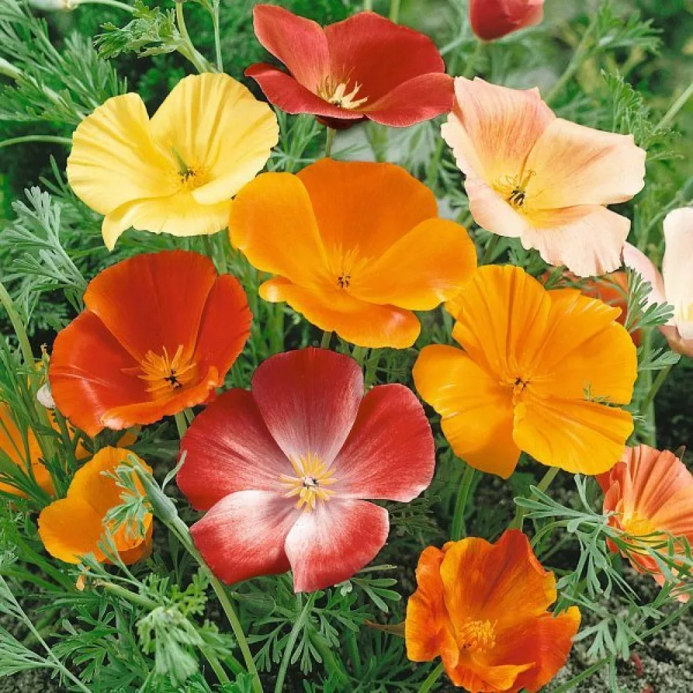 Kaliforniantunikko Eschscholzia californica, sekoitus