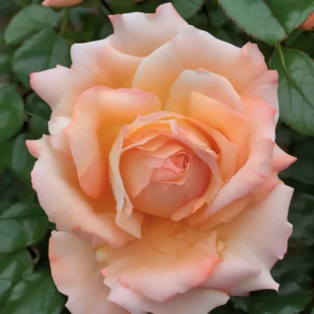 Ruusu 'Noble Peach'